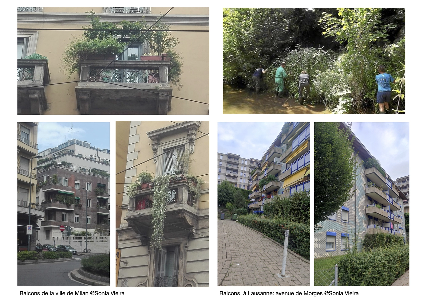 Imagem da mídia: Plantons des indigènes, arrachons les envahissantes dans les quartiers de Plaines du Loup et Sévelin