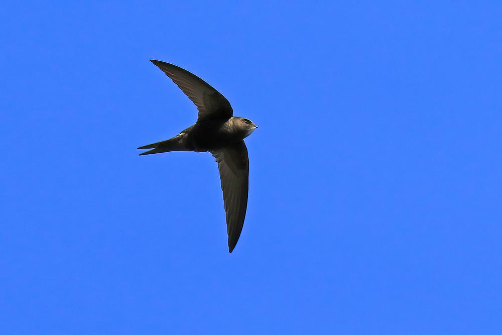 Imagem da mídia: Repérons les martinets, hirondelles et chauves-souris!