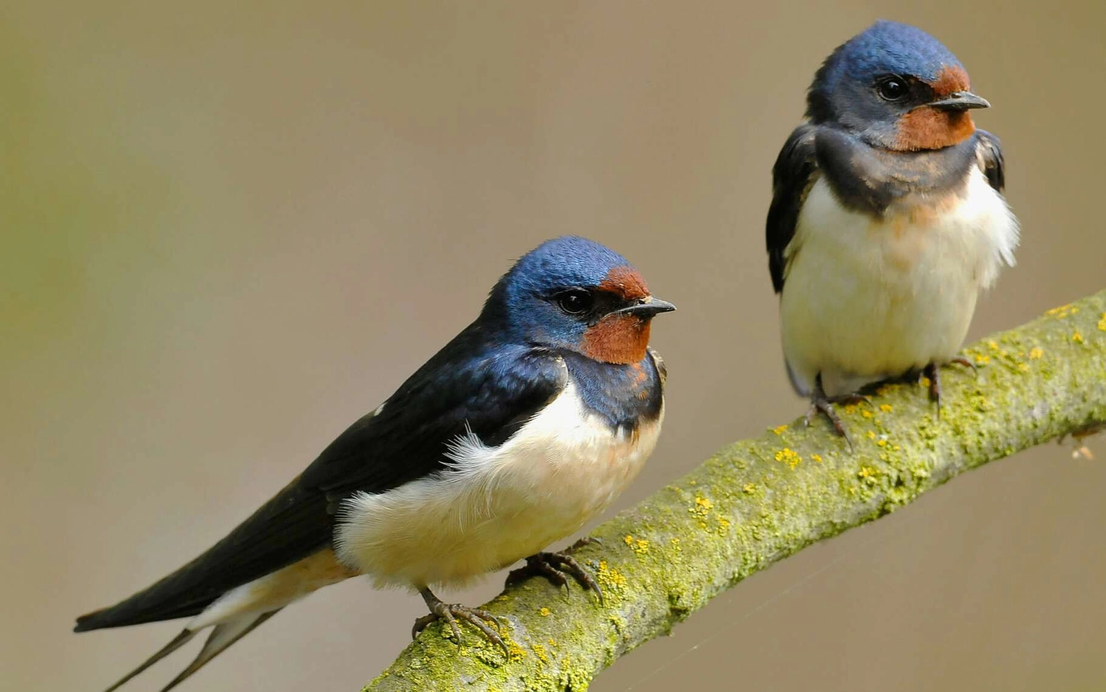 صورة الوسائط: اقتراح مع الوثائق
